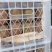 绿心猕猴桃，果个均匀！陕西省生长秦美猕猴真棒！甜度适中！
