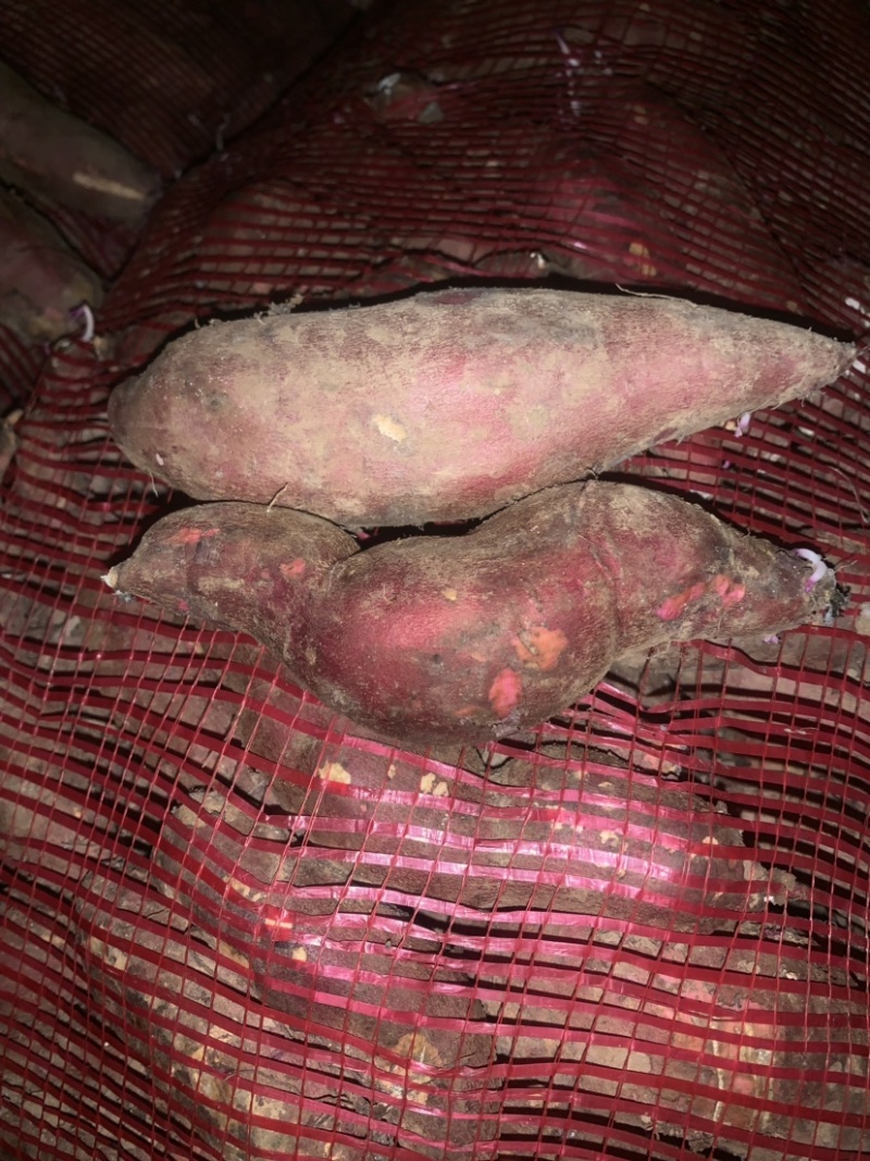 商薯19通货育苗专用安徽货大量出售