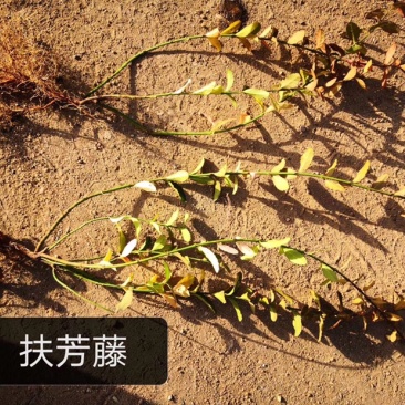 小叶扶芳藤，护坡小叶扶芳藤，小叶扶芳藤小苗