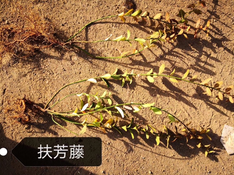 小叶扶芳藤，护坡小叶扶芳藤，小叶扶芳藤小苗