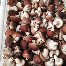 河北唐山鲜香菇产区的二茬小香菇，包度好，干度好产量大！