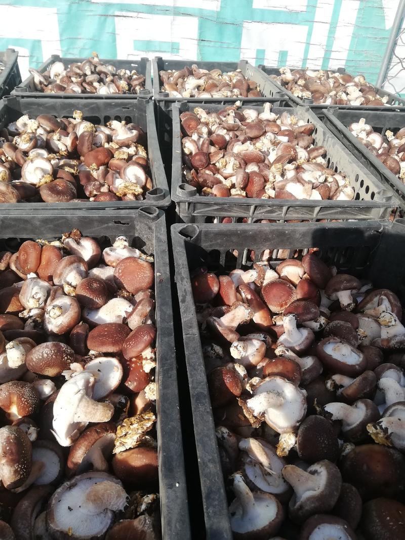 河北唐山鲜香菇产区的二茬小香菇，包度好，干度好产量大！