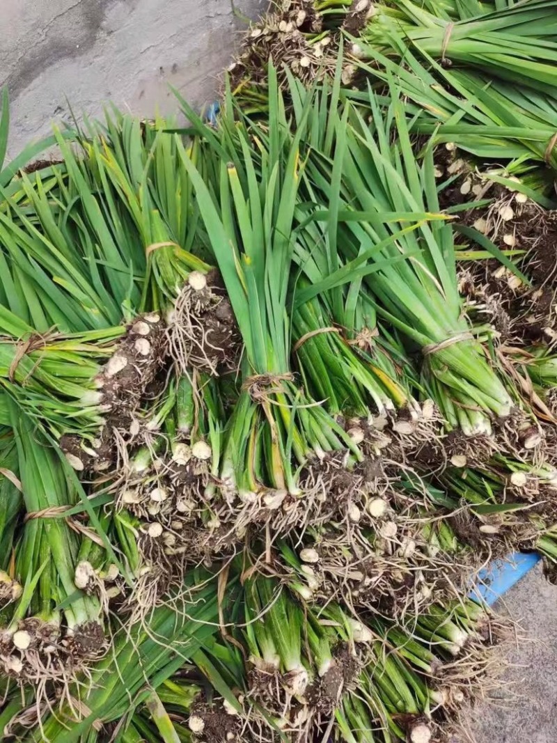 鸢尾，常绿鸢尾，德国鸢尾，水生鸢尾，黄花鸢尾，兰花鸢尾