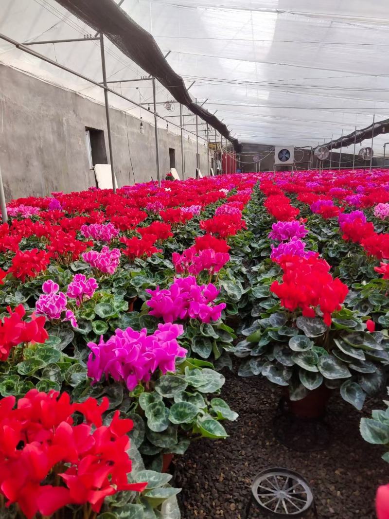 仙客来山东青州大量供应年宵花仙客来基地直发量大
