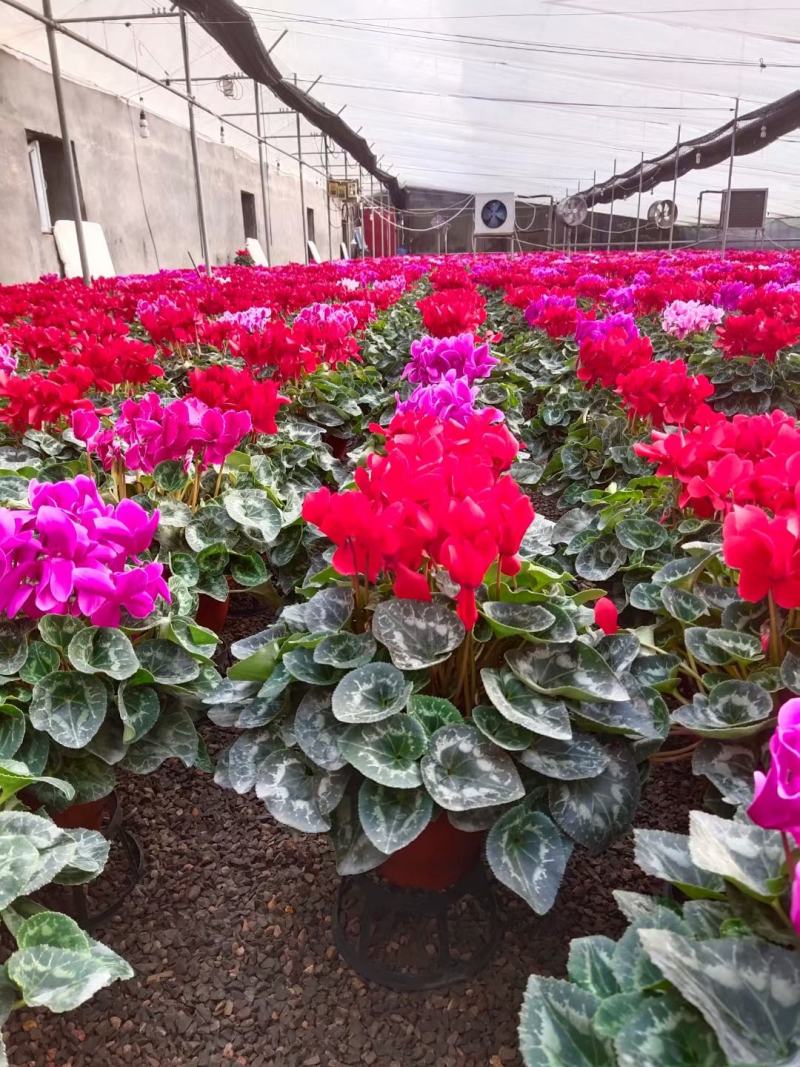 仙客来山东青州大量供应年宵花仙客来基地直发量大