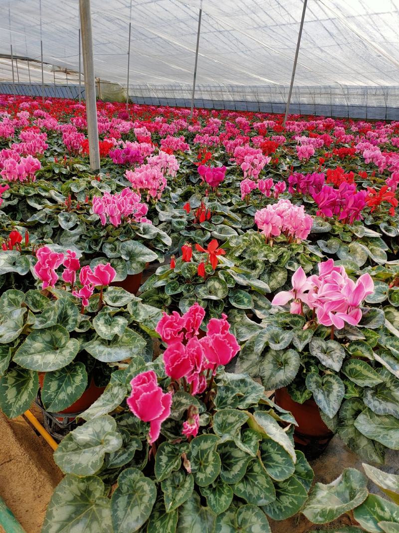 仙客来山东青州大量供应年宵花仙客来基地直发量大