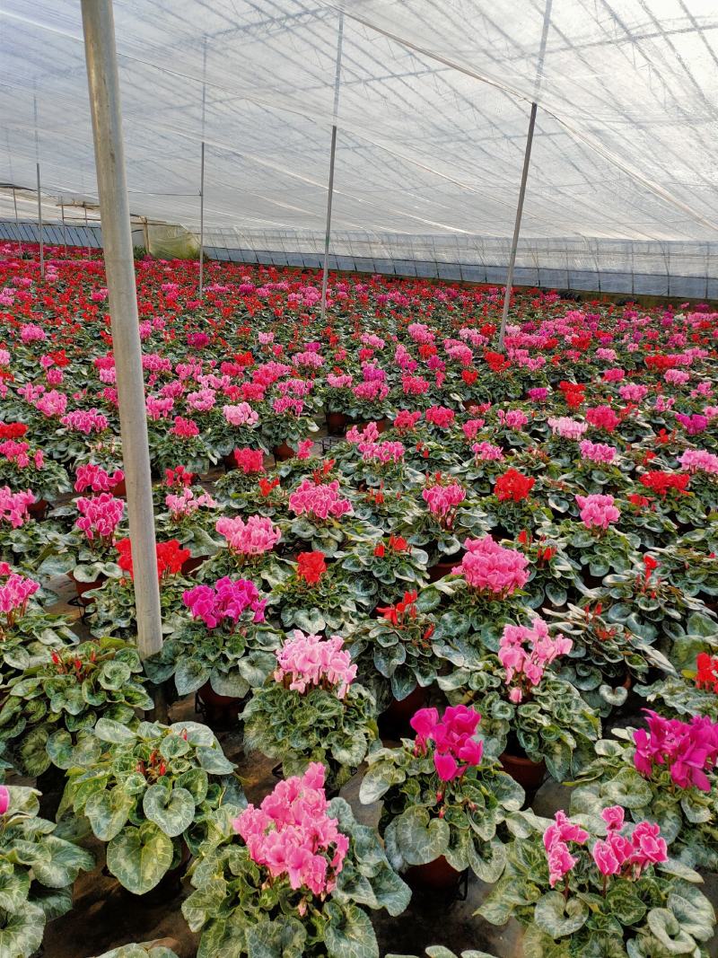 仙客来山东青州大量供应年宵花仙客来基地直发量大