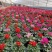 仙客来山东青州大量供应年宵花仙客来基地直发量大