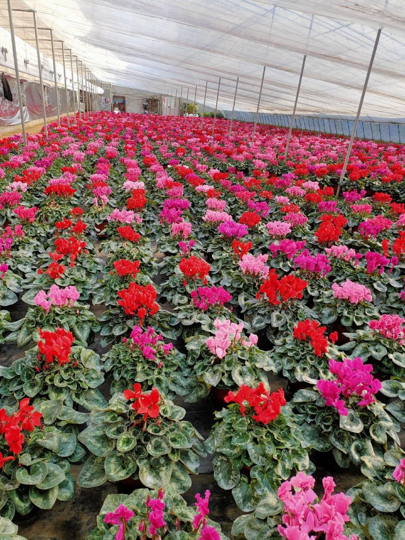 仙客来山东青州大量供应年宵花仙客来基地直发量大