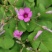 红花酢酱草，红花炸酱草，红花榨浆草，红花榨酱草