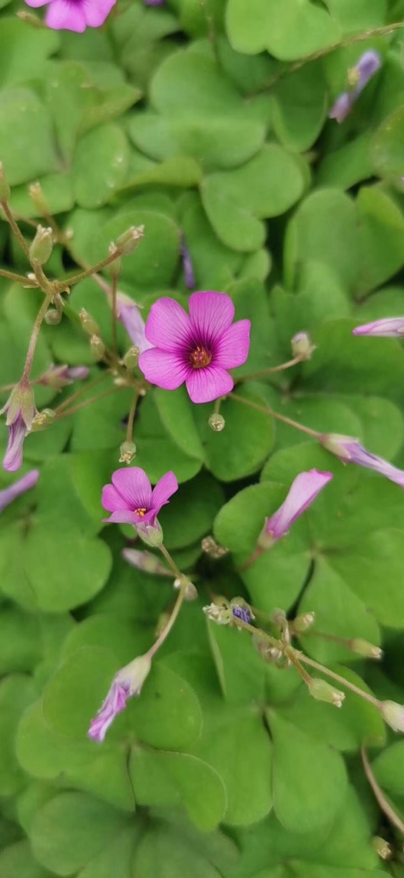 红花酢酱草，红花炸酱草，红花榨浆草，红花榨酱草