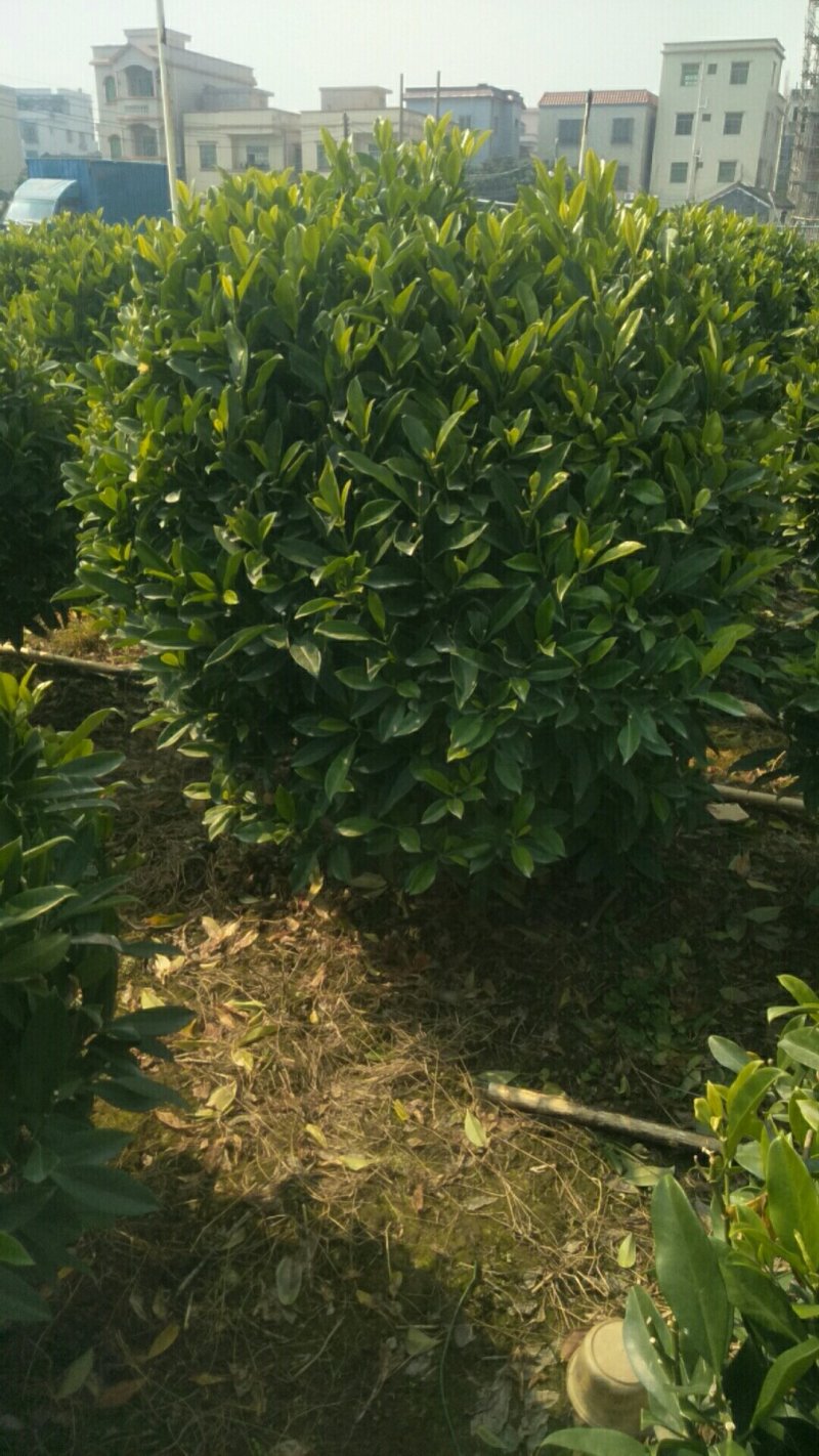 一手货源基地直供灰莉球型
