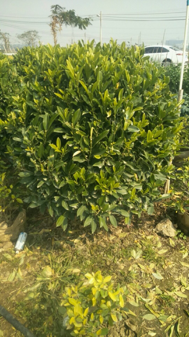 一手货源基地直供灰莉球型