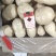 云南精品土豆，丽薯6号、黄皮黄心、品种多产地直销量大优先