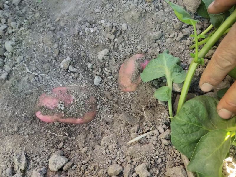 云南精品土豆，丽薯6号、黄皮黄心、品种多产地直销量大优先
