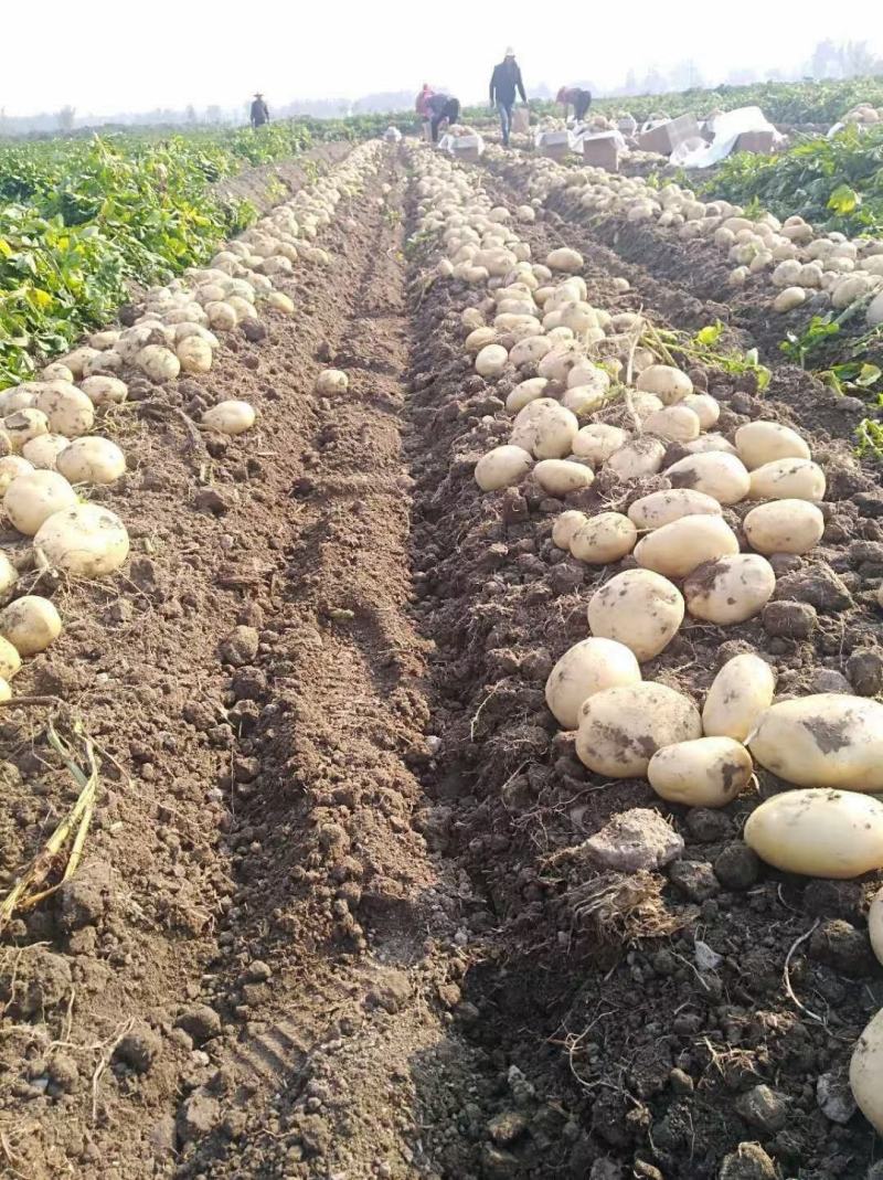 云南精品土豆，丽薯6号、黄皮黄心、品种多产地直销量大优先
