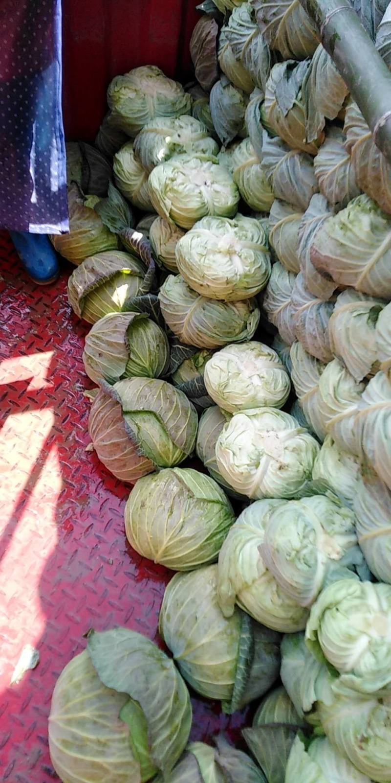 四川包菜，莲花白，产区直发，长期有货，整车发车