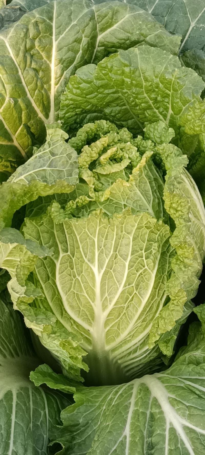 四川包菜，莲花白，产区直发，长期有货，整车发车