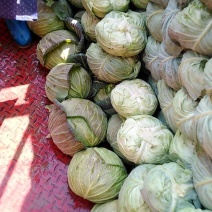 四川包菜，莲花白，产区直发，长期有货，整车发车