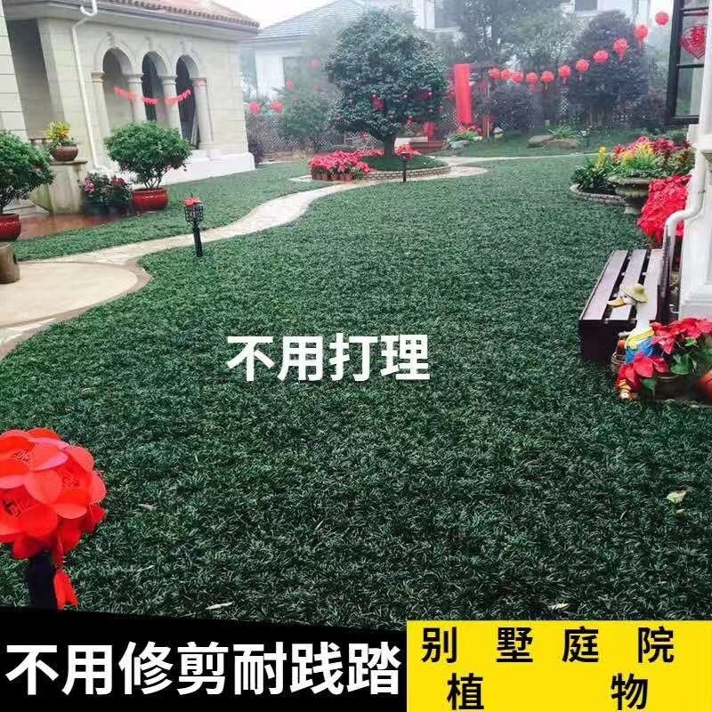 日本矮麦冬，玉龙草，矮麦冬草，麦冬草，矮化麦冬草