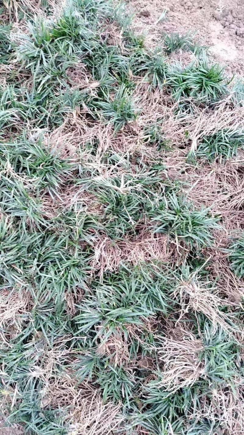 日本矮麦冬，玉龙草，矮麦冬草，麦冬草，矮化麦冬草