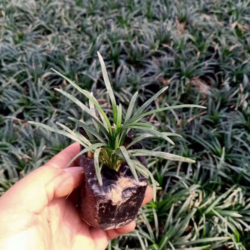 日本矮麦冬，玉龙草，矮麦冬草，麦冬草，矮化麦冬草