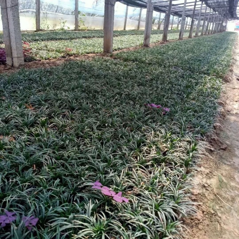 日本矮麦冬，玉龙草，矮麦冬草，麦冬草，矮化麦冬草