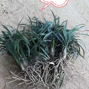日本矮麦冬，玉龙草，矮麦冬草，麦冬草，矮化麦冬草