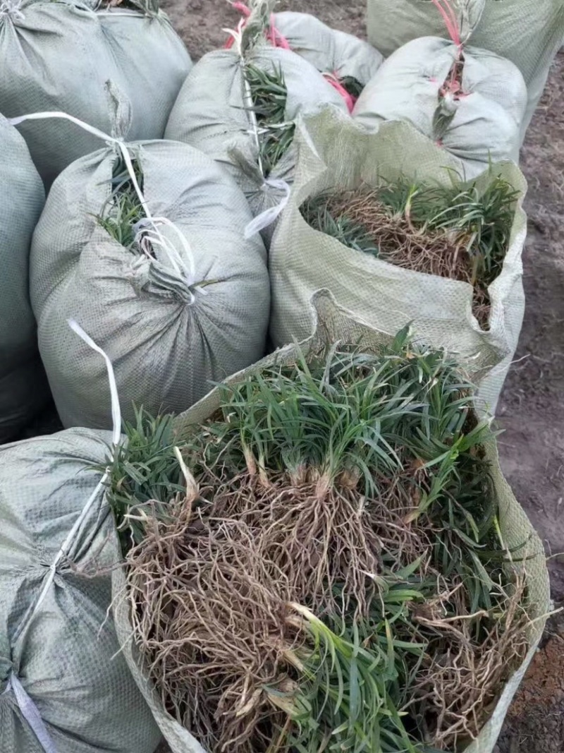 日本矮麦冬，玉龙草，矮麦冬草，麦冬草，矮化麦冬草