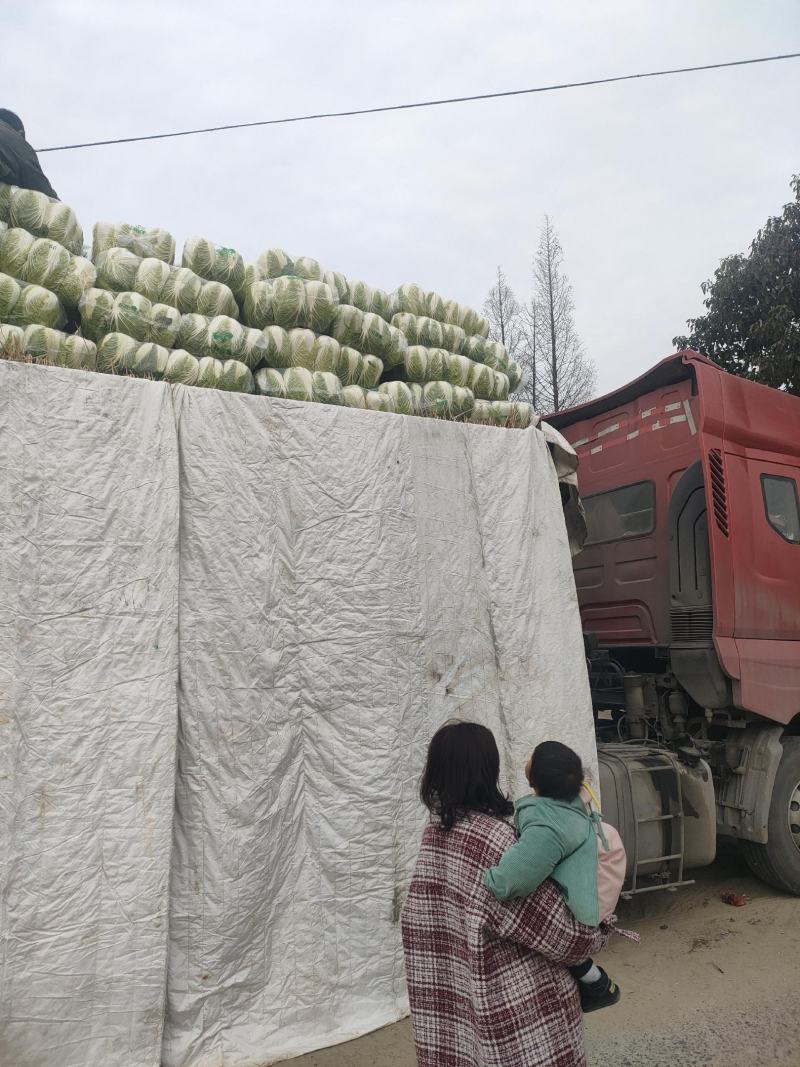 湖北黄心大白菜大量上市了