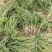 细叶麦冬，细叶麦冬草，小叶麦冬草，麦冬草基地