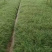 细叶麦冬，细叶麦冬草，小叶麦冬草，麦冬草基地