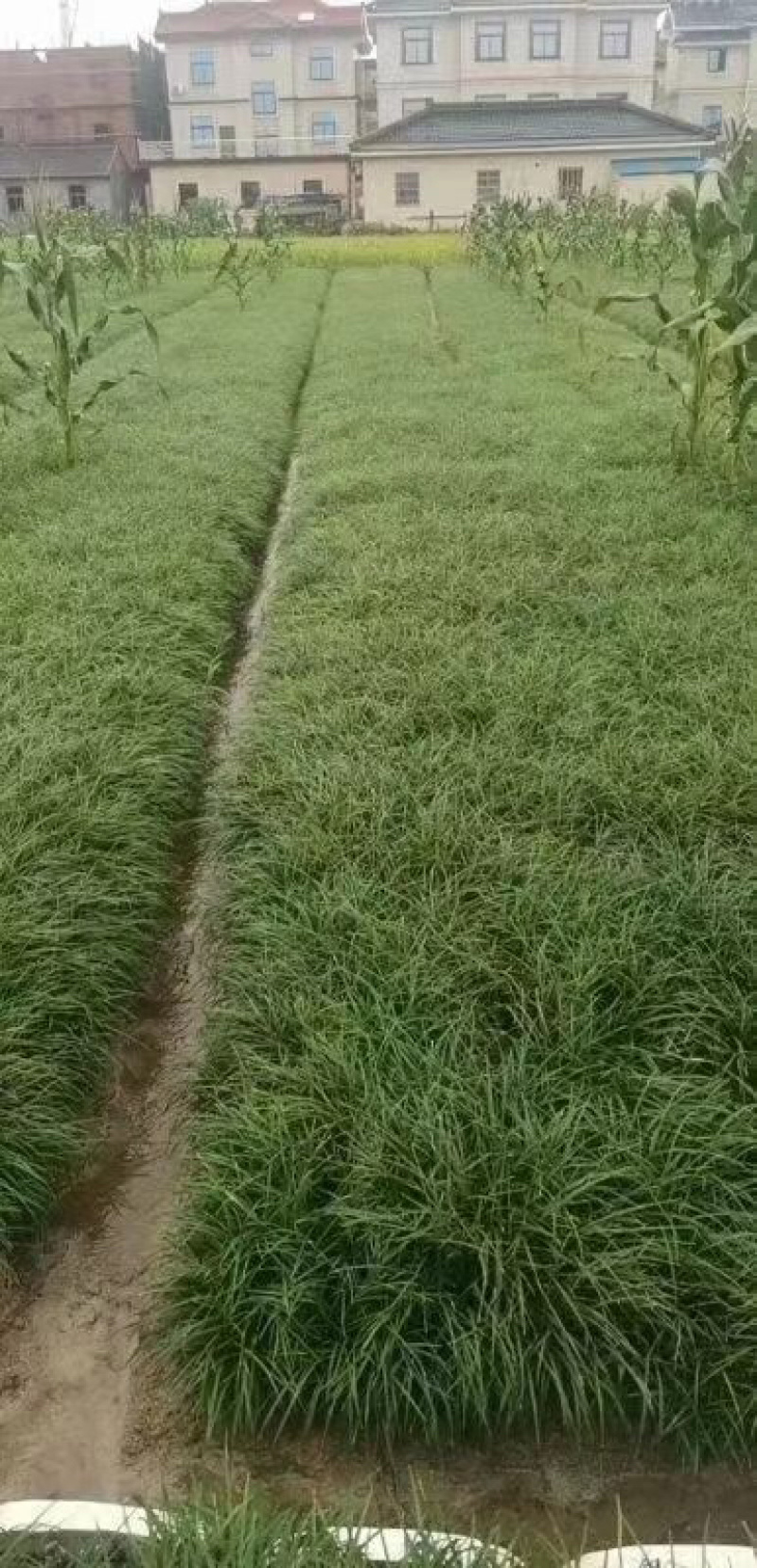 细叶麦冬，细叶麦冬草，小叶麦冬草，麦冬草基地