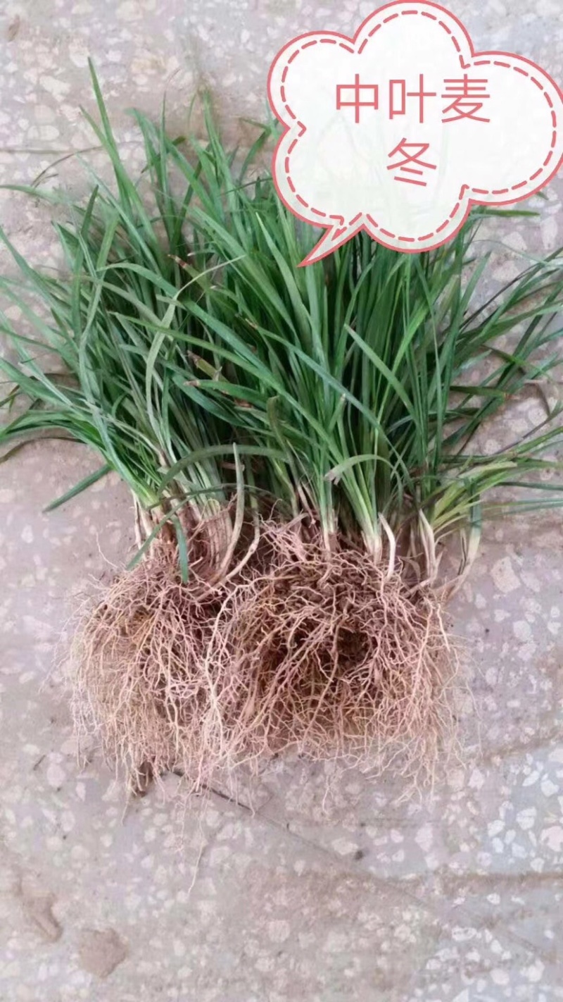 细叶麦冬，细叶麦冬草，小叶麦冬草，麦冬草基地