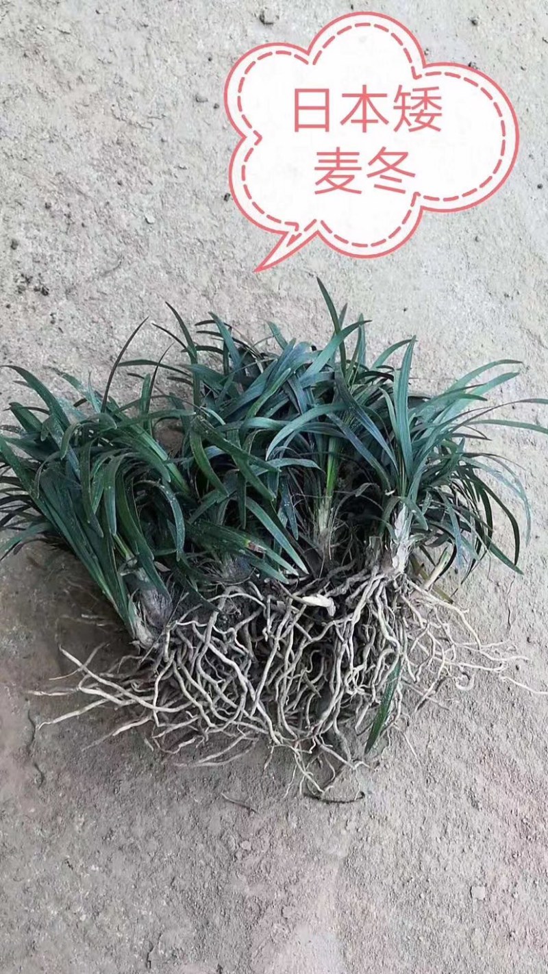 细叶麦冬，细叶麦冬草，小叶麦冬草，麦冬草基地