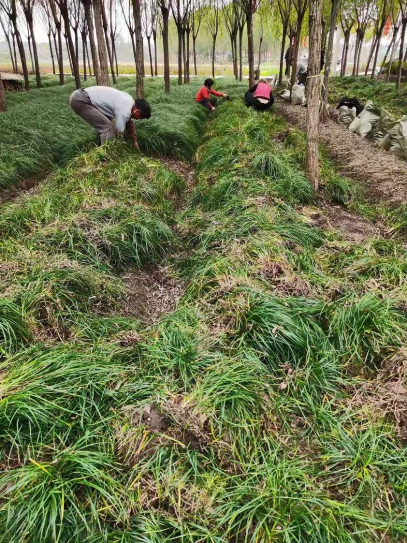 细叶麦冬，细叶麦冬草，小叶麦冬草，麦冬草基地
