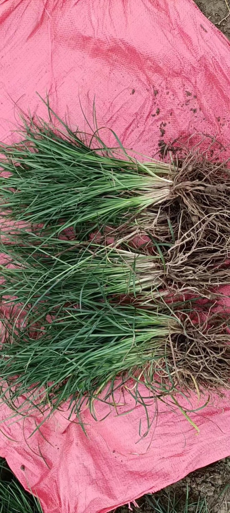 细叶麦冬，细叶麦冬草，小叶麦冬草，麦冬草基地