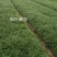 中叶麦冬，中叶麦冬草，麦冬草，麦冬草种植，麦冬草基地