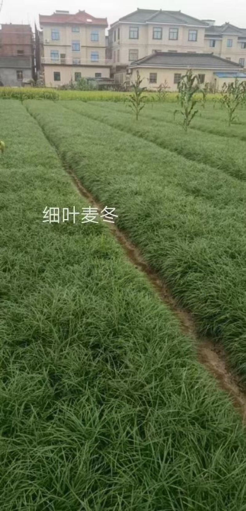 中叶麦冬，中叶麦冬草，麦冬草，麦冬草种植，麦冬草基地