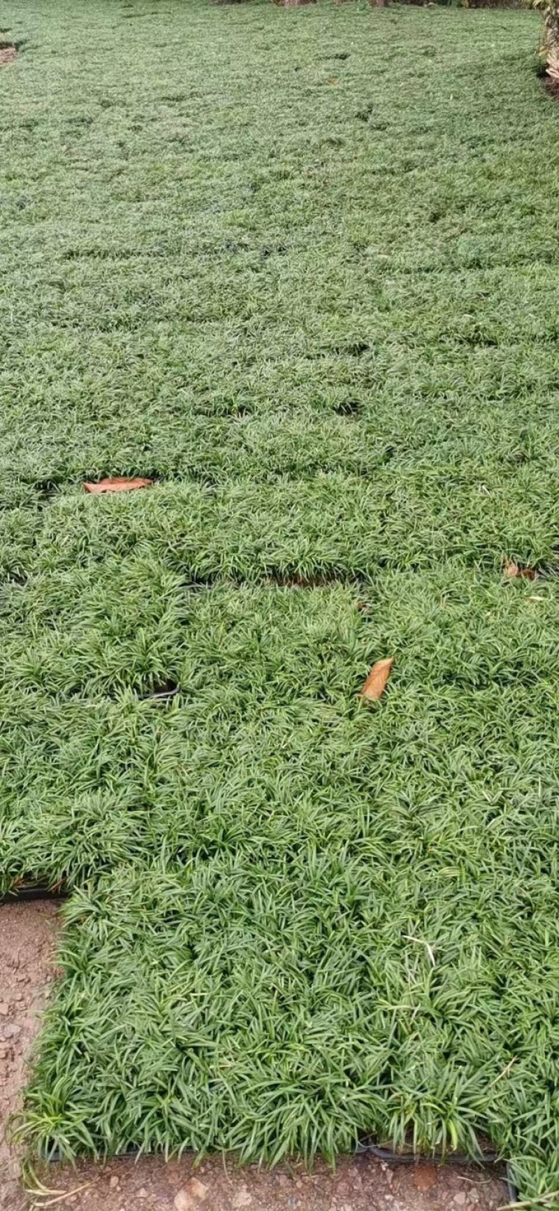 中叶麦冬，中叶麦冬草，麦冬草，麦冬草种植，麦冬草基地