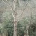 25至30银杏专供（欢迎来电）