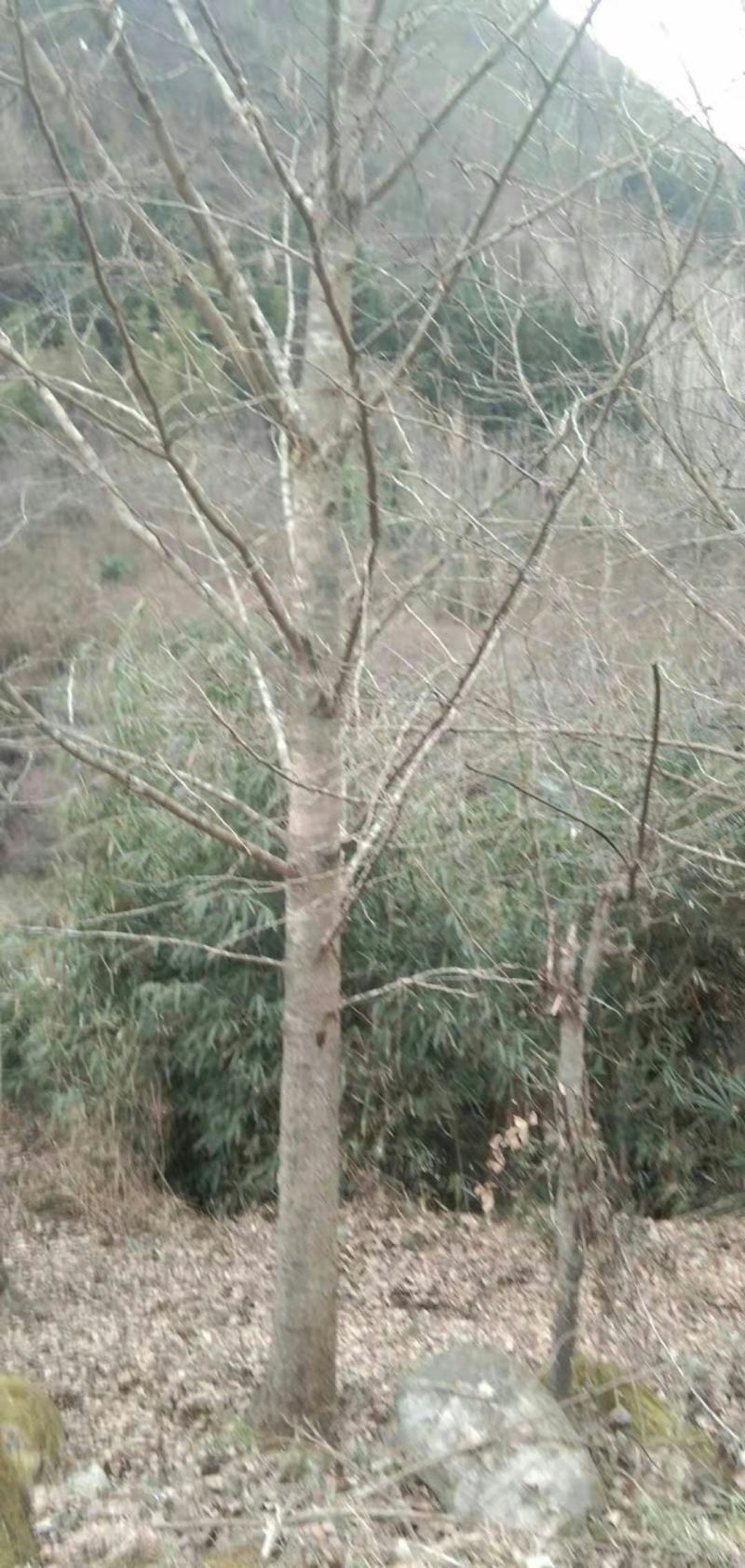 25至30银杏专供（欢迎来电）
