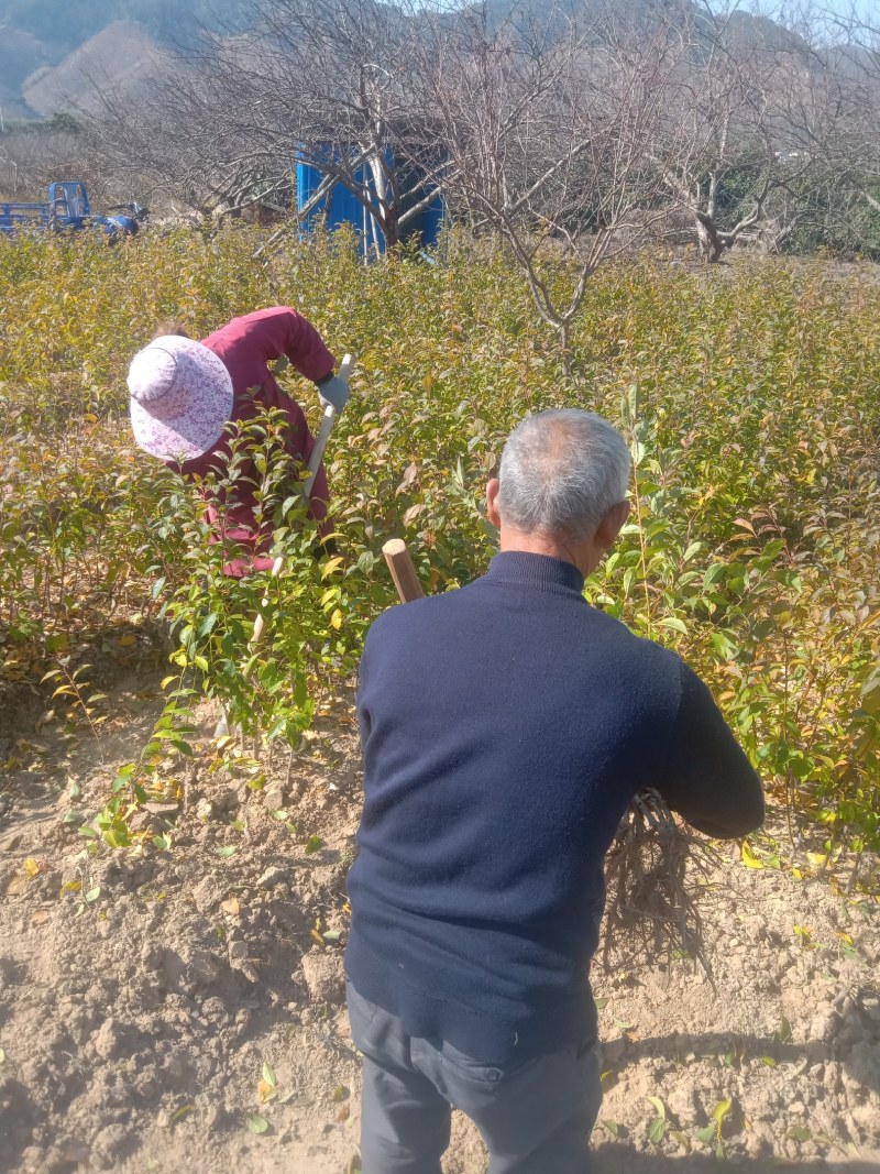广东省韶关市翁源县三华村正宗三华李苗两年苗