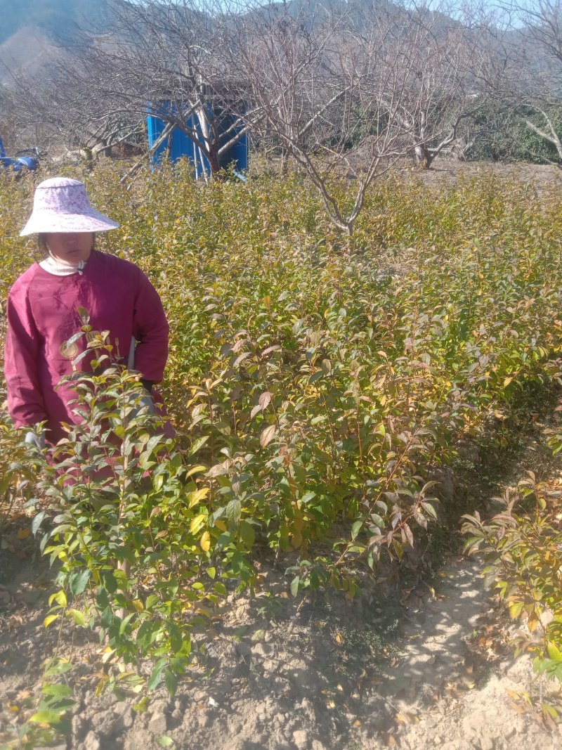 广东省韶关市翁源县三华村正宗三华李苗两年苗