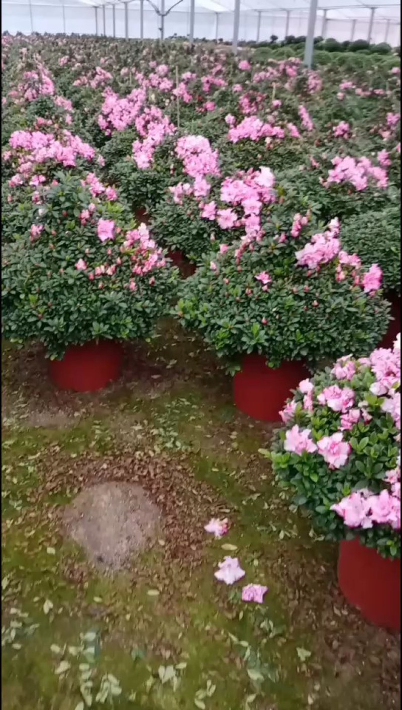 杜鹃花盆景造型杜鹃花质量杠杠的