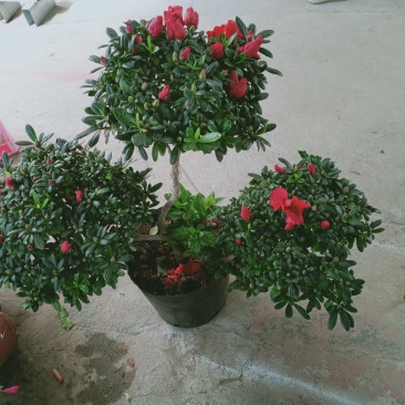 杜鹃花盆景造型杜鹃花质量杠杠的