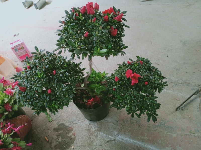 杜鹃花盆景造型杜鹃花质量杠杠的