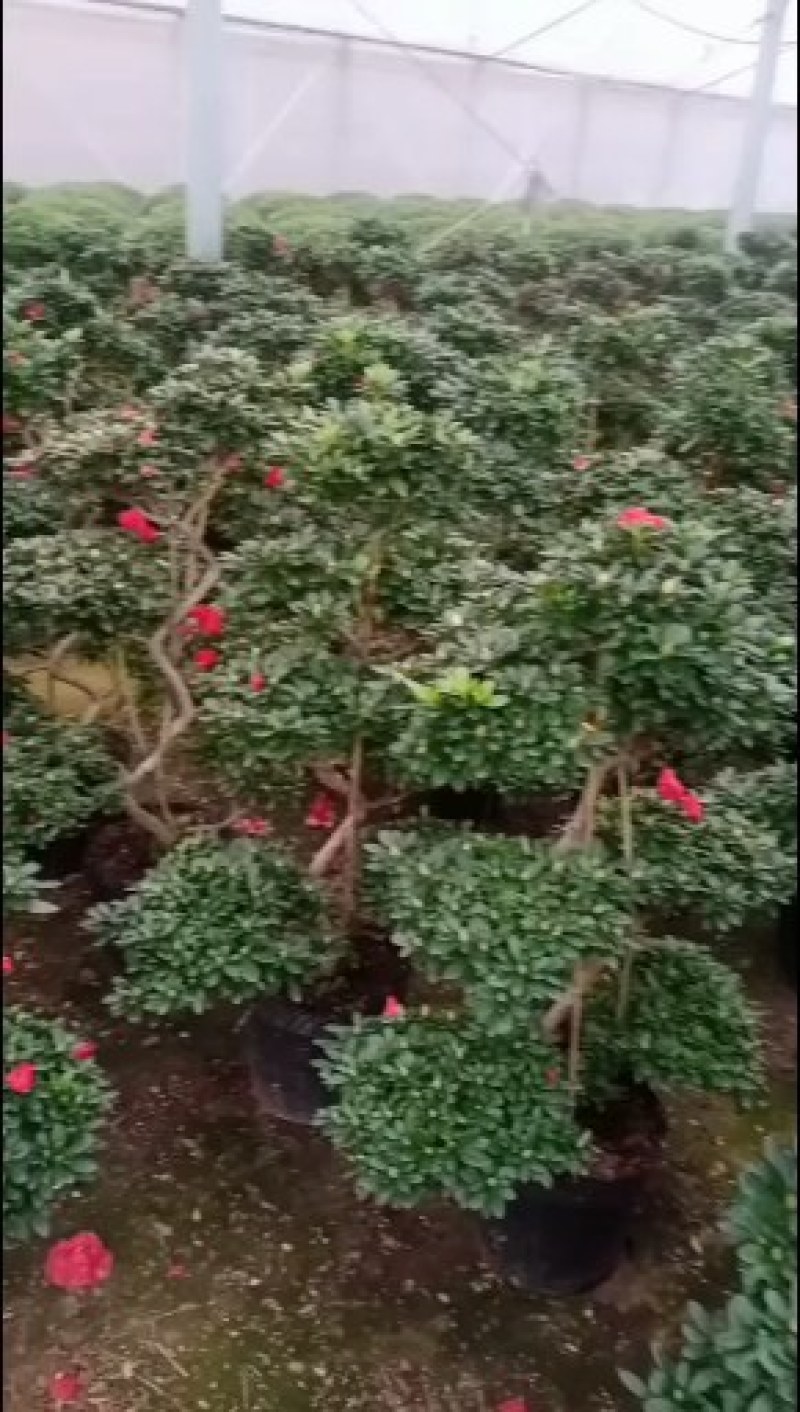 杜鹃花盆景造型杜鹃花质量杠杠的