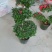 杜鹃花盆景造型杜鹃花质量杠杠的