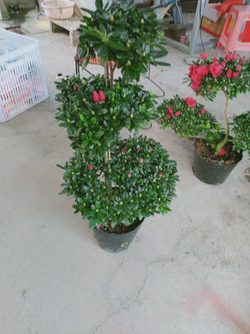 杜鹃花盆景造型杜鹃花质量杠杠的